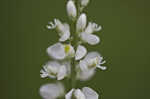 Boykin's milkwort